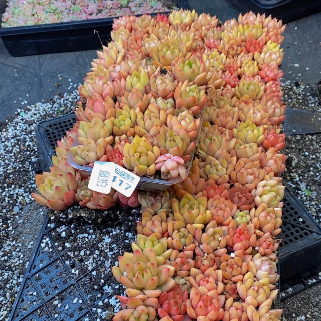 417多肉植物我的量拍一盒