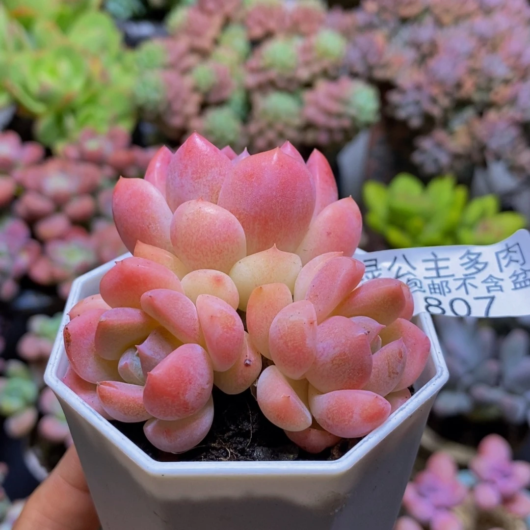 807冰冰6cm多肉植物