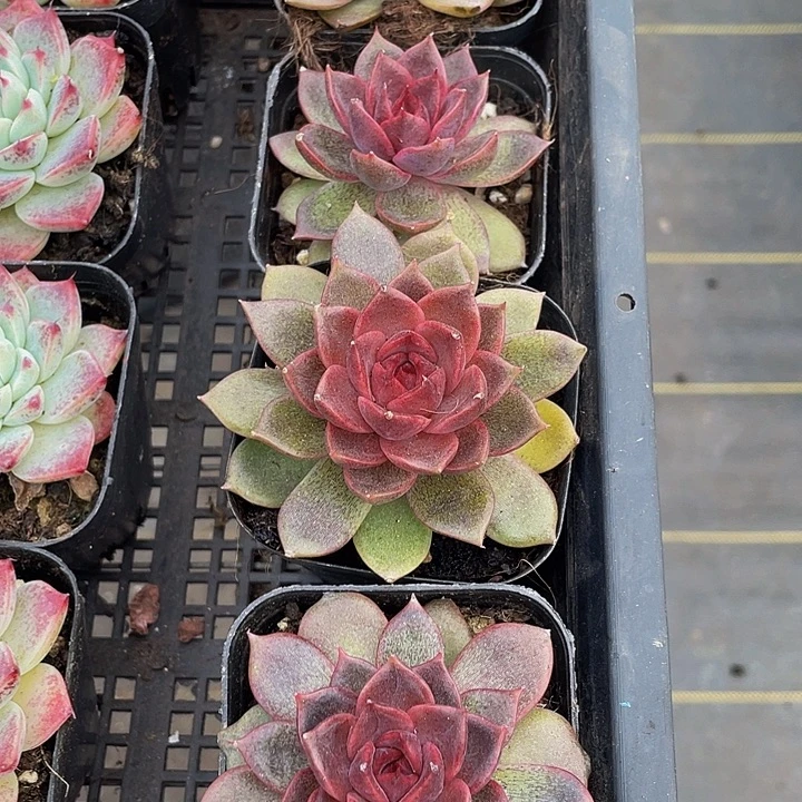 黑水晶玫瑰带盆土发