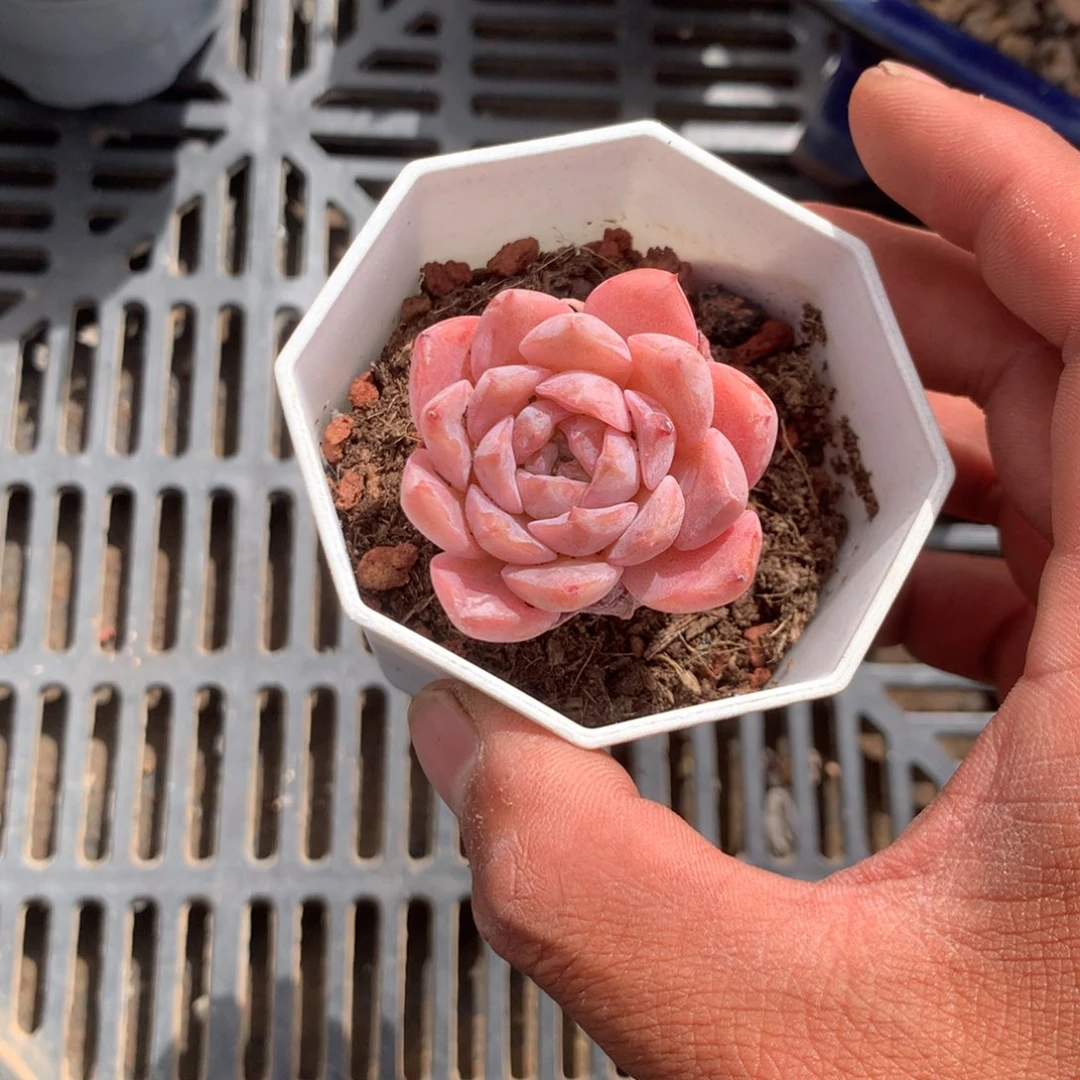 我们的产品也越来越难做到