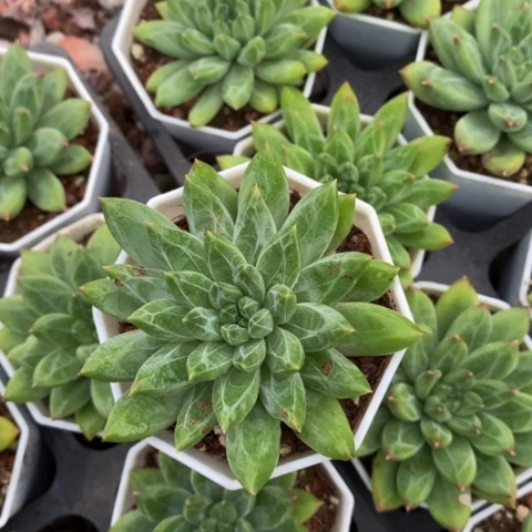 青花瓷。