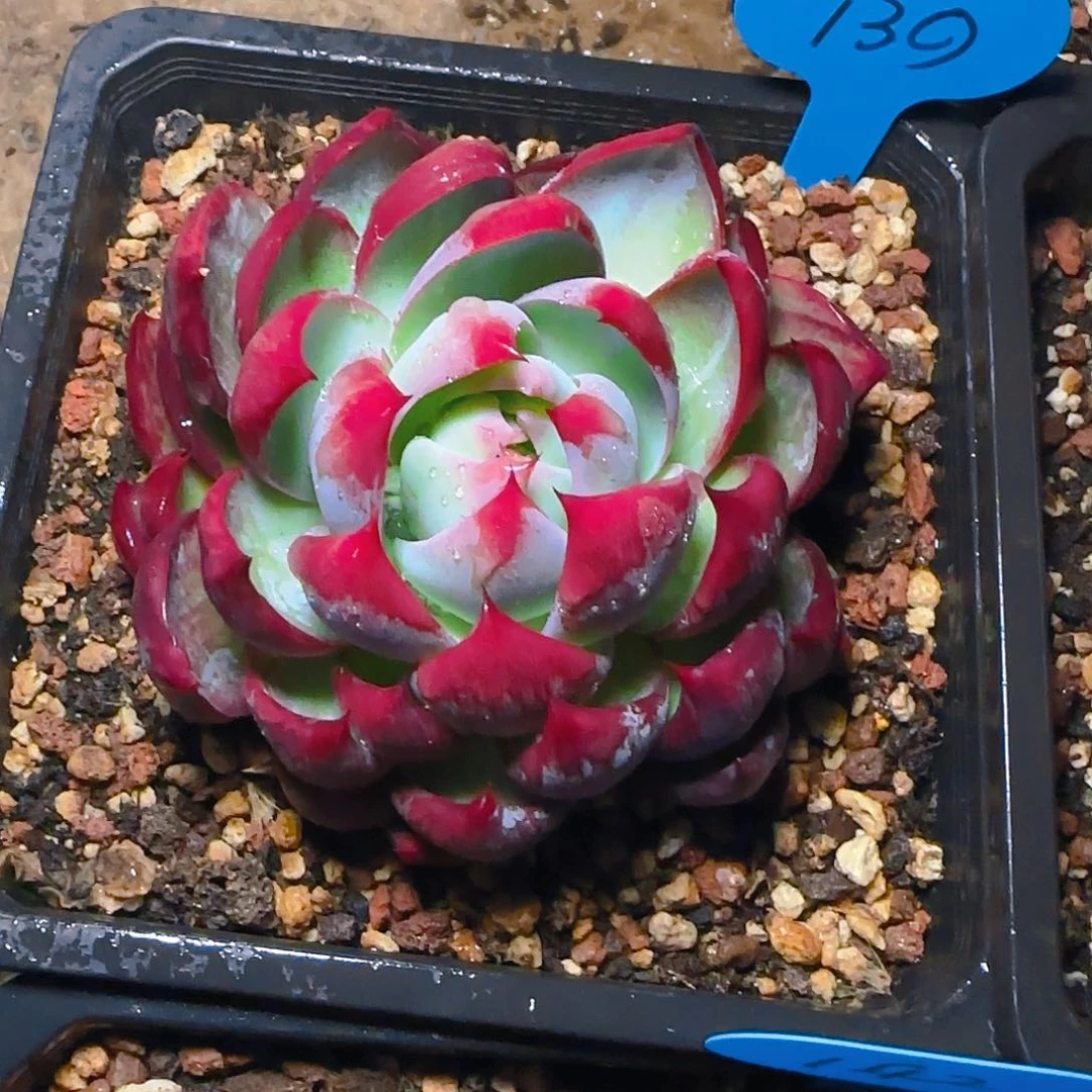 小*惊鸿仙子一物一拍139号