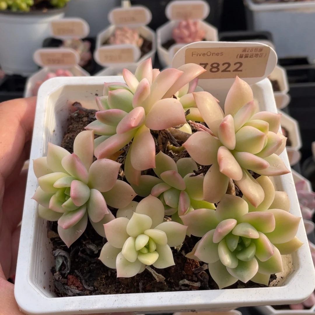 马库斯锦7822-11.5厘米