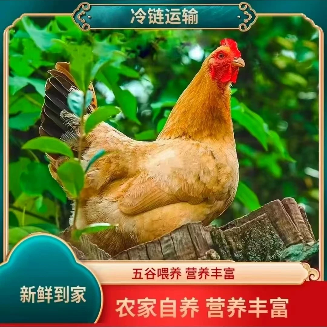 【老兵家】农家散养2年黄油老母鸡2只净重4斤左右