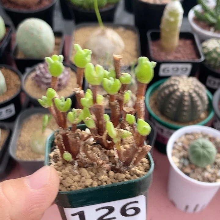 126枝干兔子多头植物