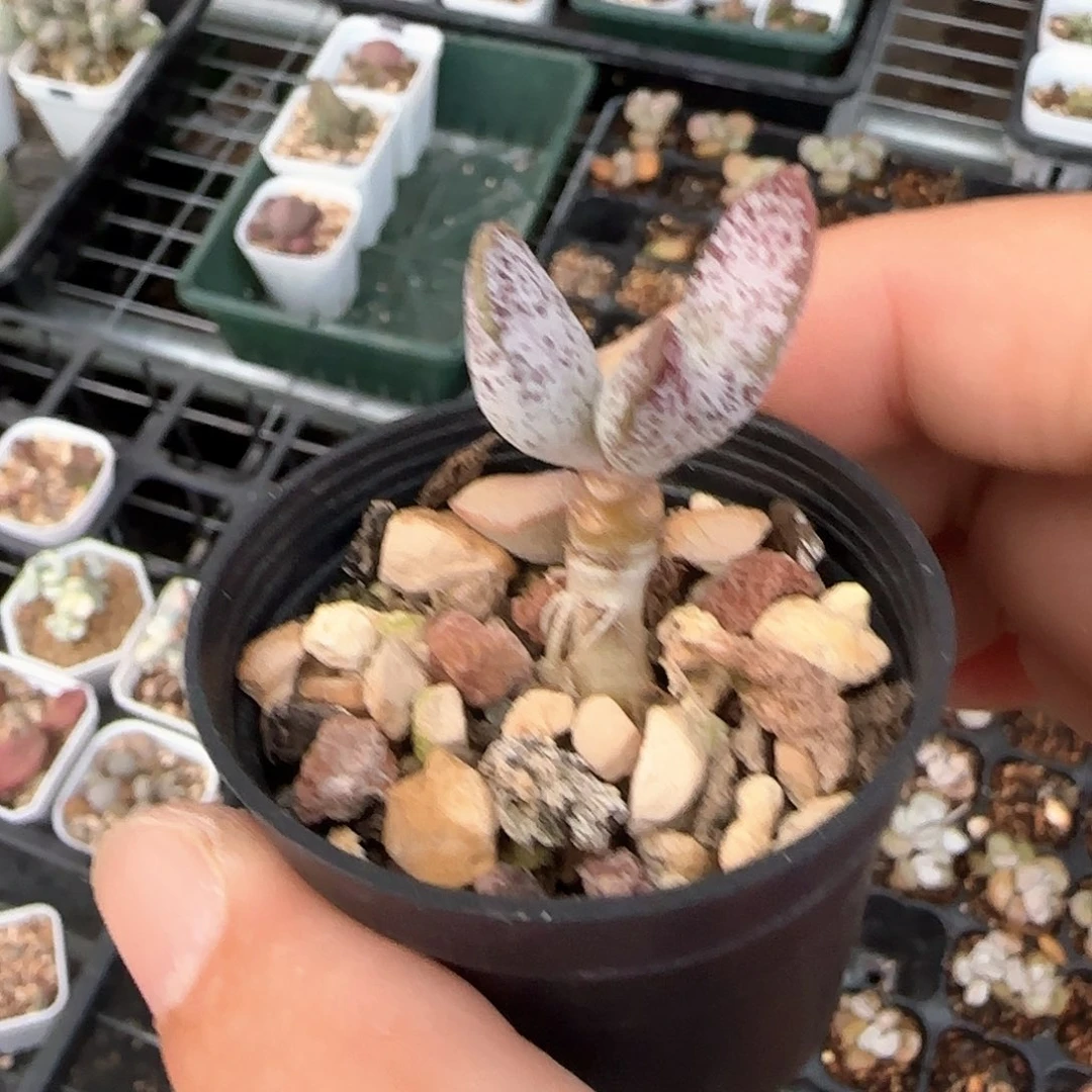 不***猫特白紫水泡多肉植物