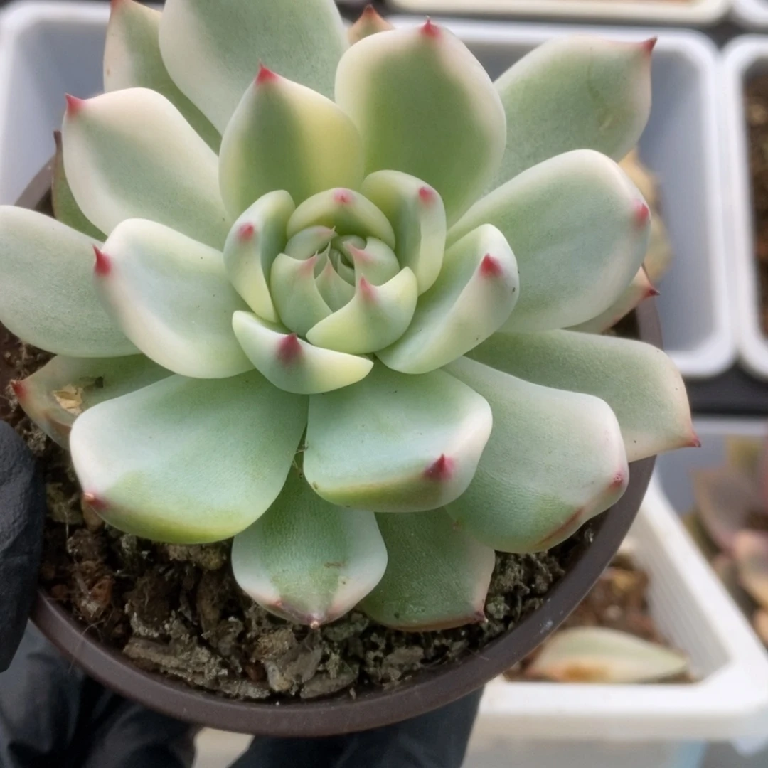 589锦锦锦锦锦锦锦