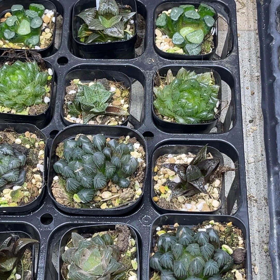 12 脱土包邮8颗福利