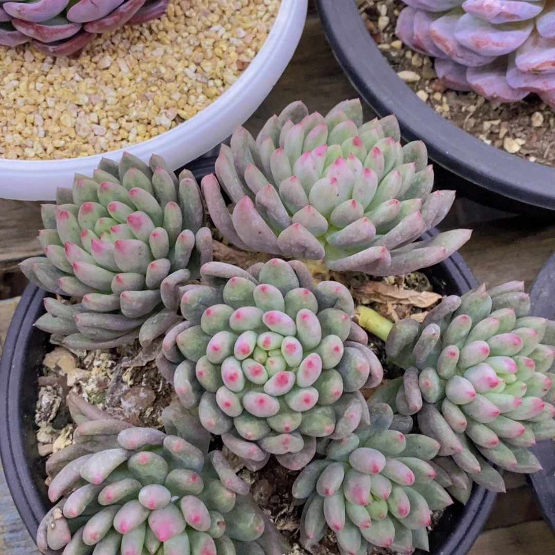 双十一场，11.10晚上