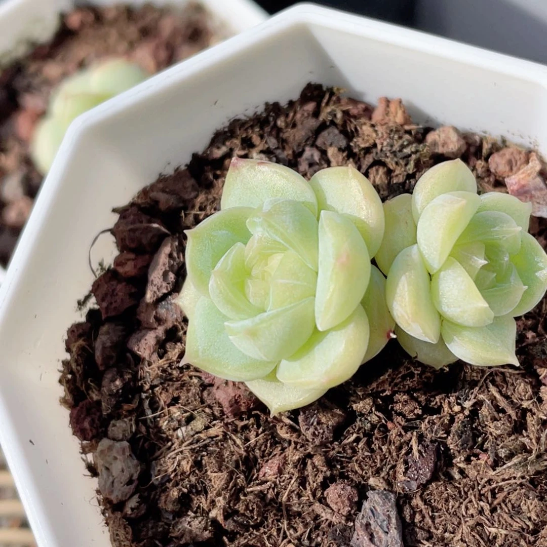 168号糖心冰心珍妮