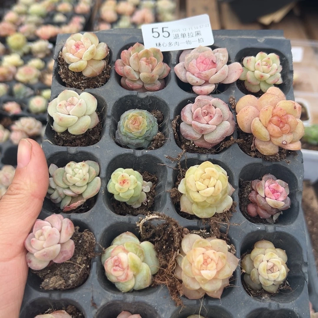 糖心多肉一物一拍55号