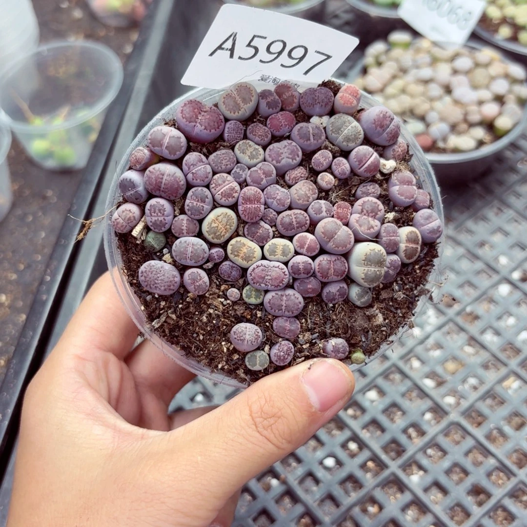 5997—生石花 生石花
