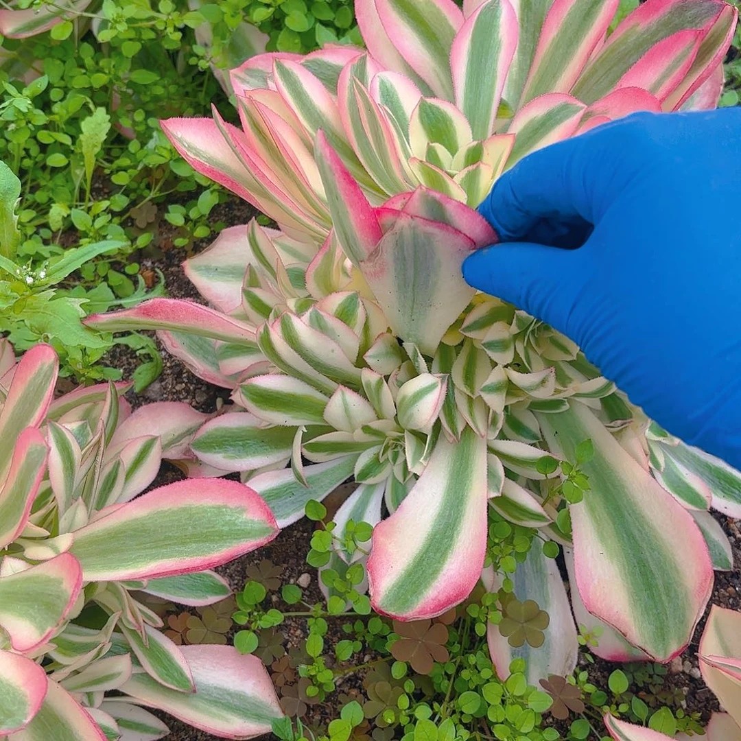 香妃手捧多肉植物