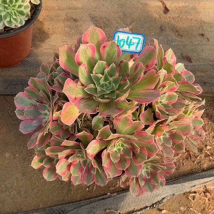 多肉布加迪1047号