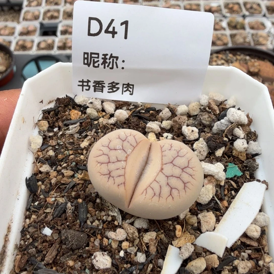 多肉植物多肉植物多肉植物