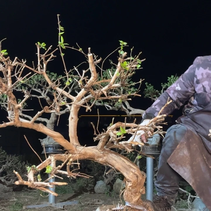 当前无花栽培后可以开花