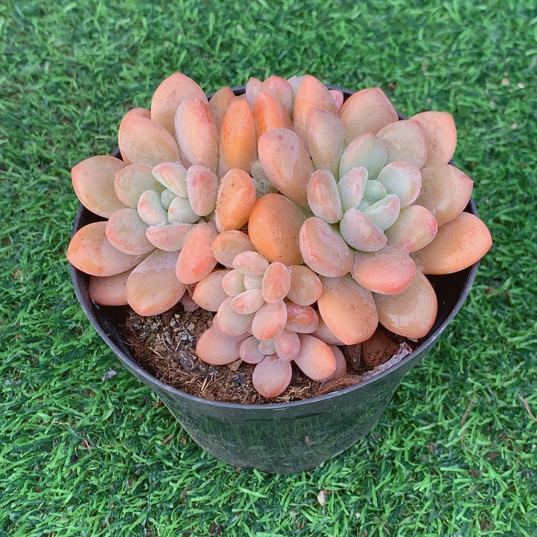 果冻白鹭群生精品多肉植物盆栽阳台好养花卉一单包邮