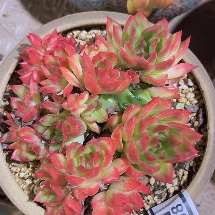 弗诺瑞安娜2858多肉植物