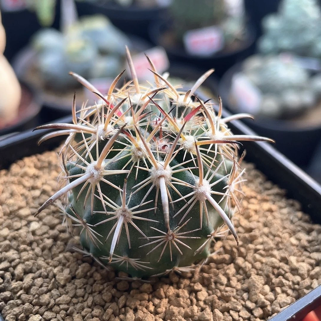 实生狂刺虎爪玉仙人球