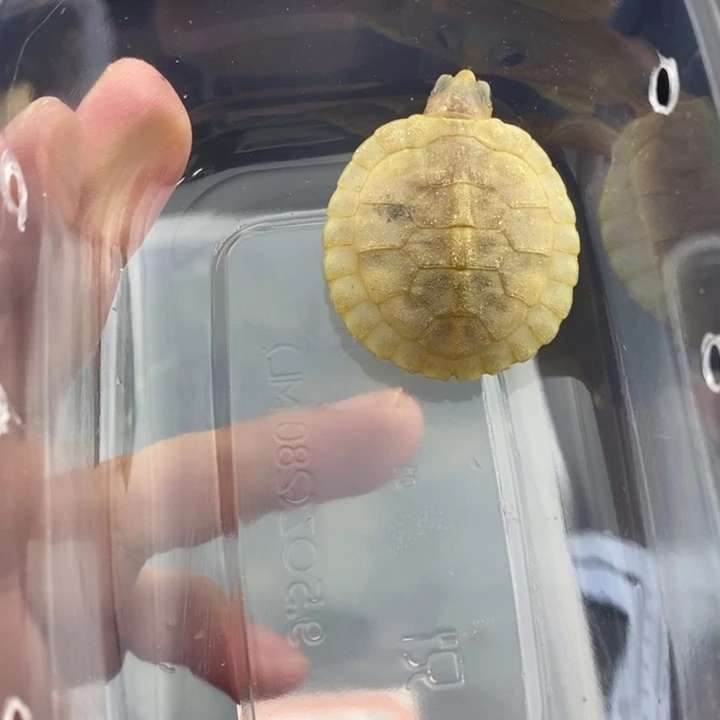 母绿毛龟888888888