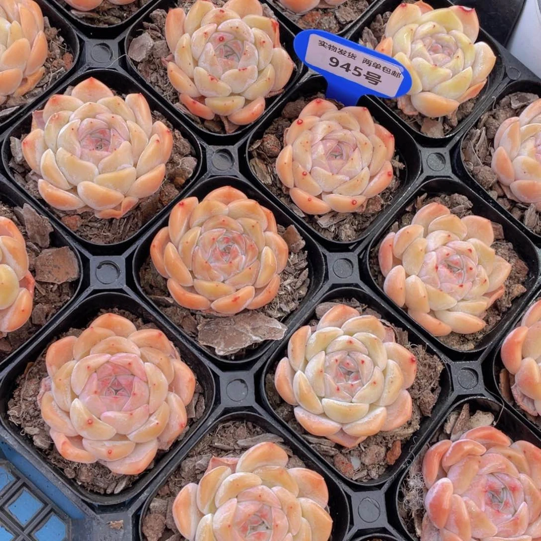 945号蜜桃冰魄单头三个