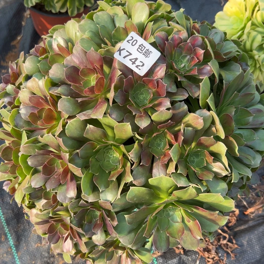 742拿铁，多肉法师