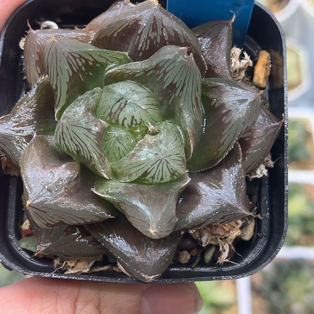 烟***?204魔王发发发发发发