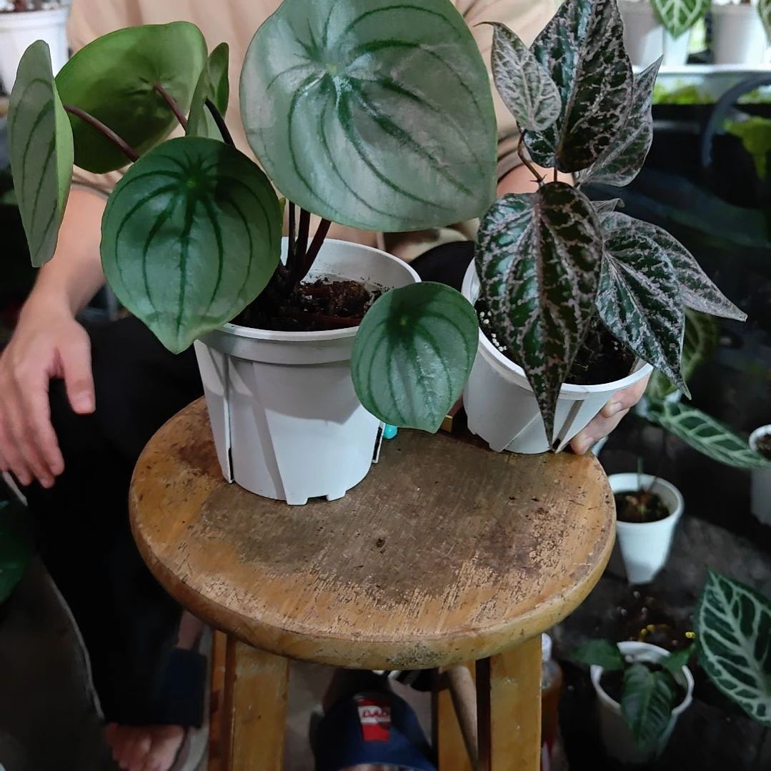 当前无花朵，栽培后可花朵