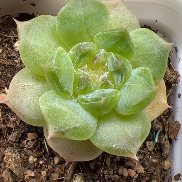 一物一拍精品9-7029