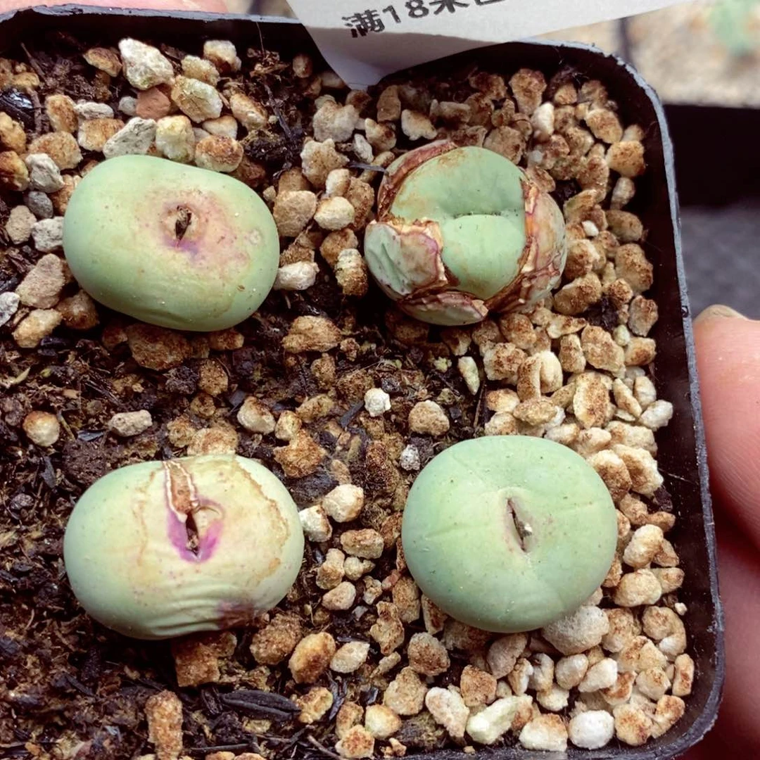 我的小姐姐们都是6939