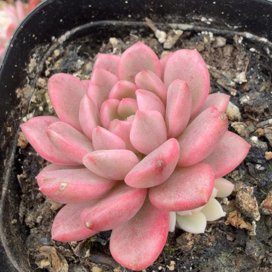 红白锦腹轮锦模特
