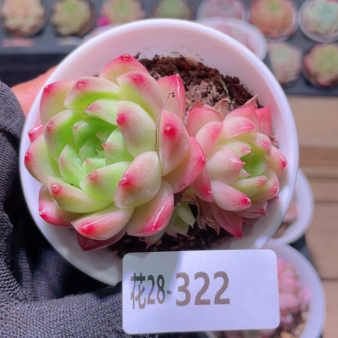花利美28-322麦秆