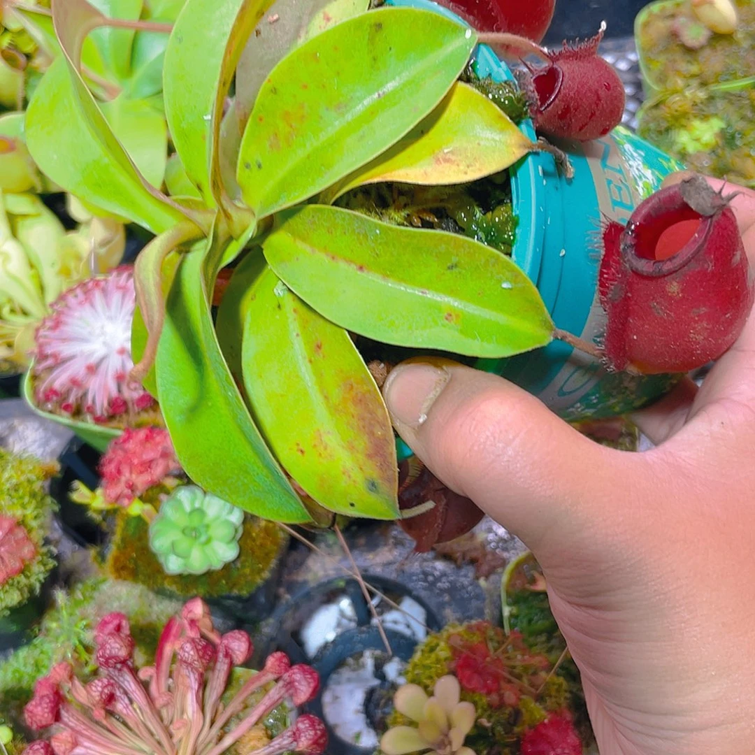 完全开放黛安娜加仑盆