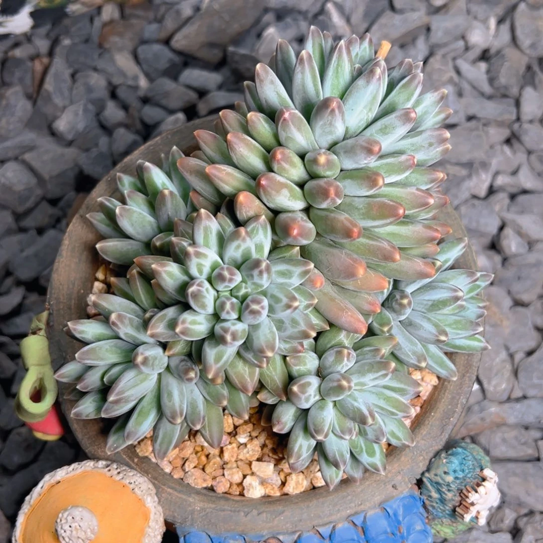 小远小姐姐寄养美肉。。