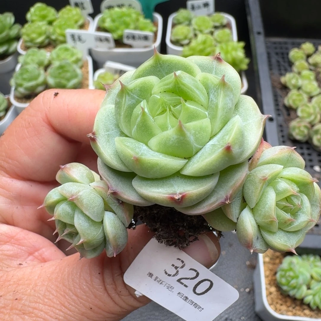 一物一拍一盒530-320