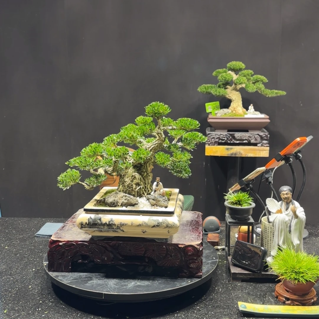 无花朵黄杨室内室外盆景艺术