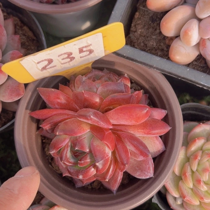 健健康康平平安安