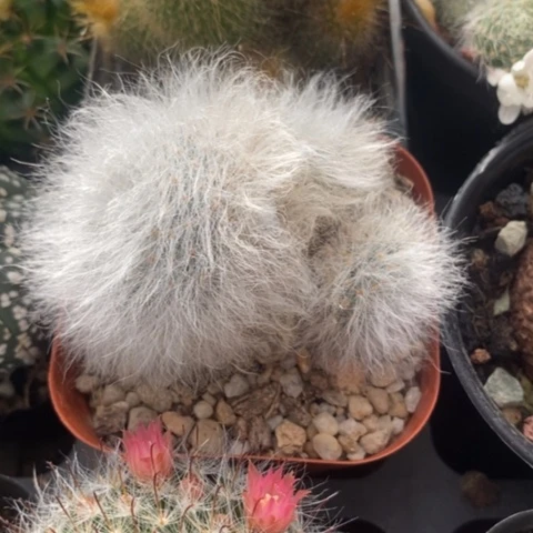 无刺丽光殿6仙人球