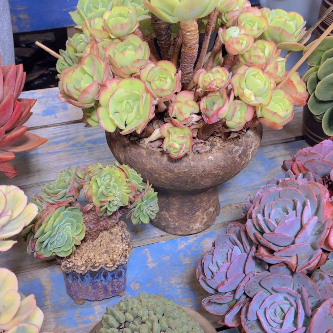 随***z多肉植物保护研究所所长的