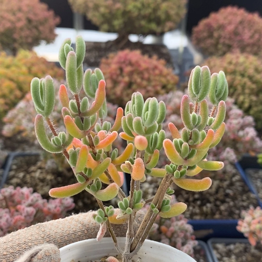 钻石4051枝干番杏