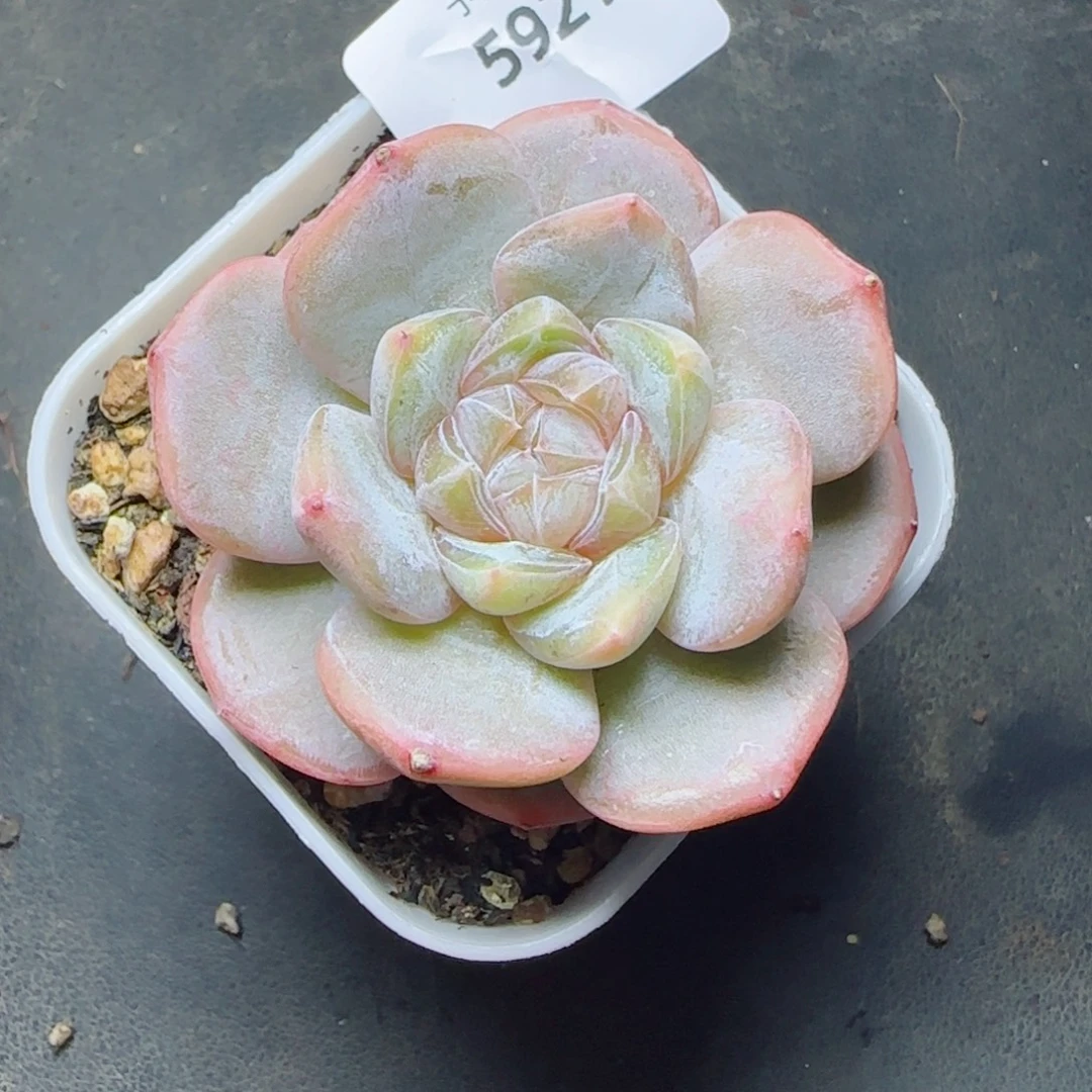 红皇后，5921多肉植物