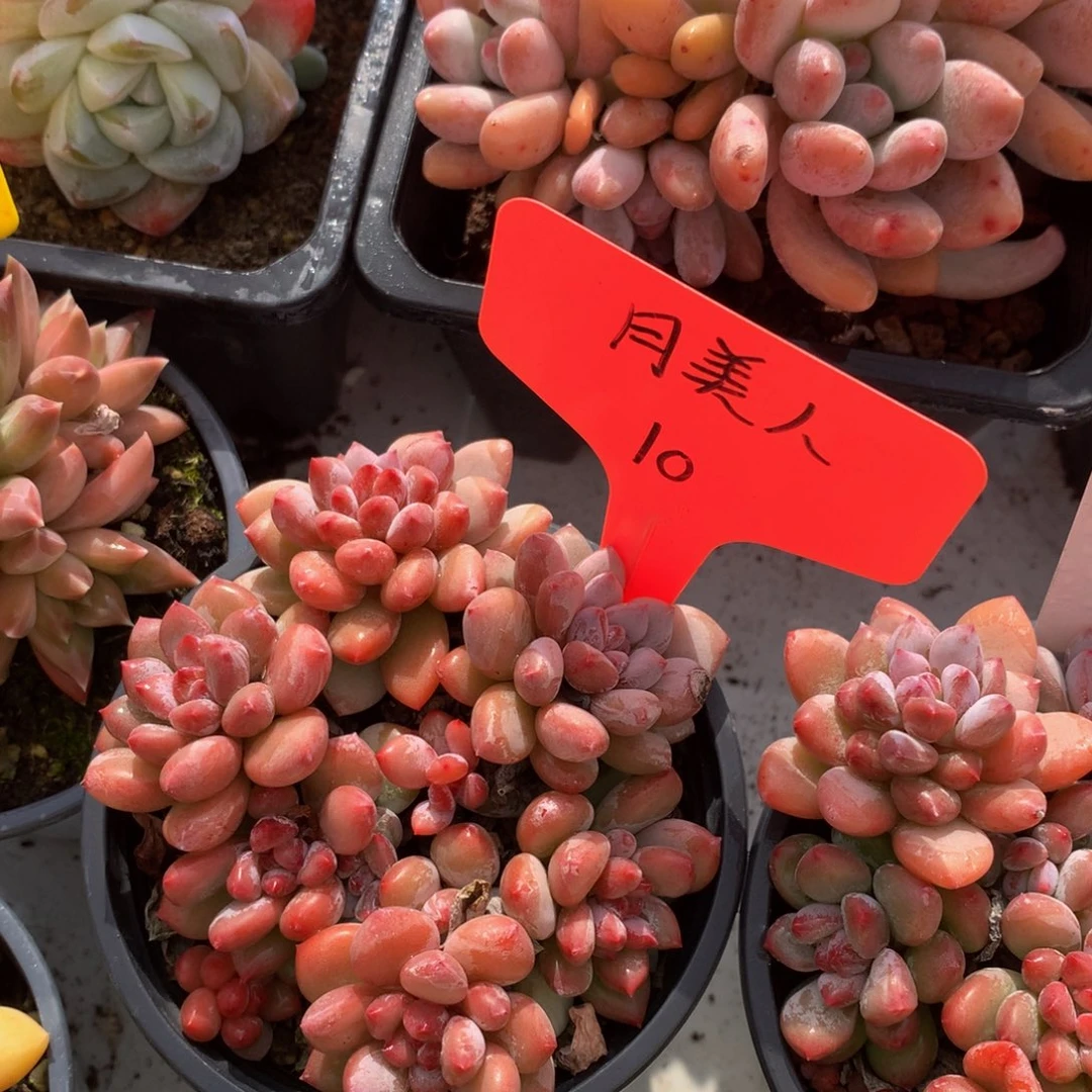 香水手指626272727272772