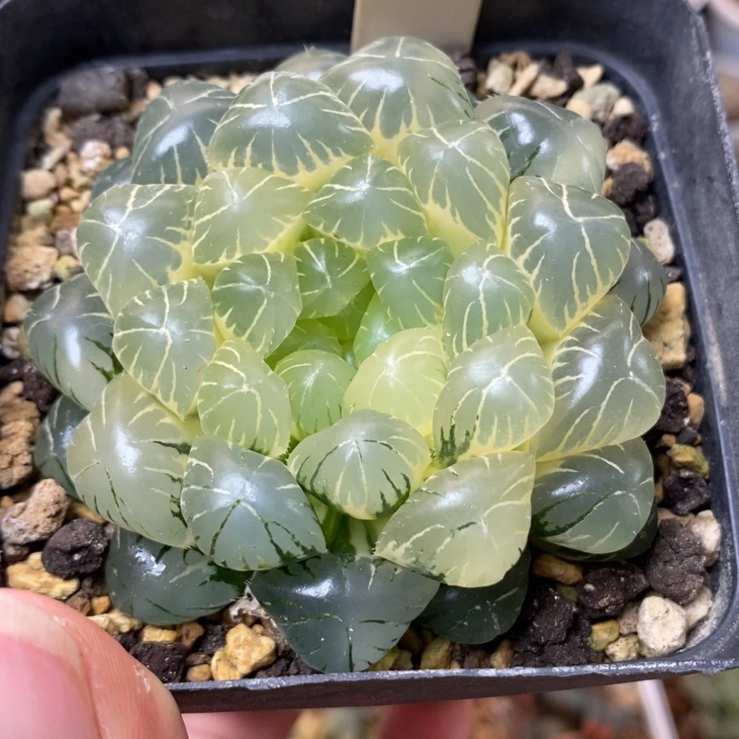 178糊斑湖水玉露锦一物一拍