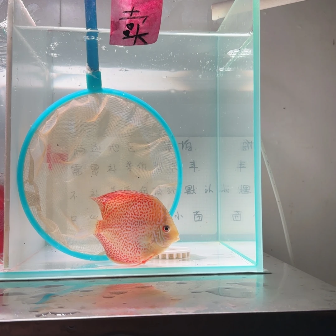 七彩神仙鱼肉身7-8偏远地区不拍