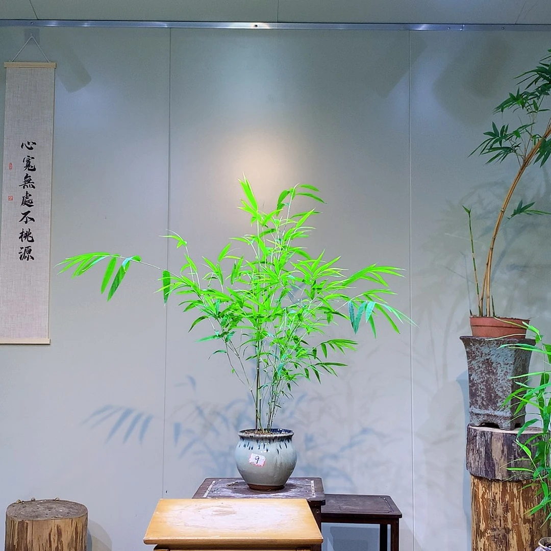 不开花植物内门竹一物一拍