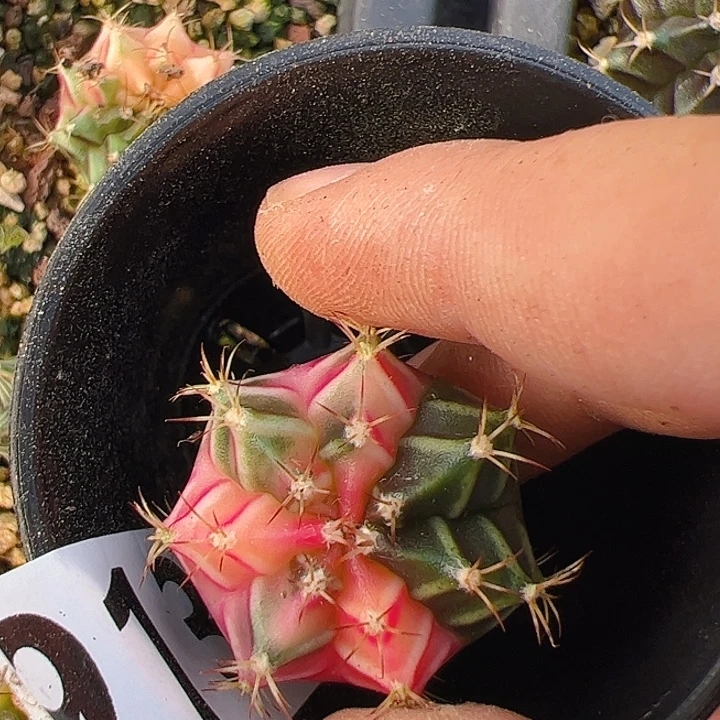 当前无花栽培后可以开花913