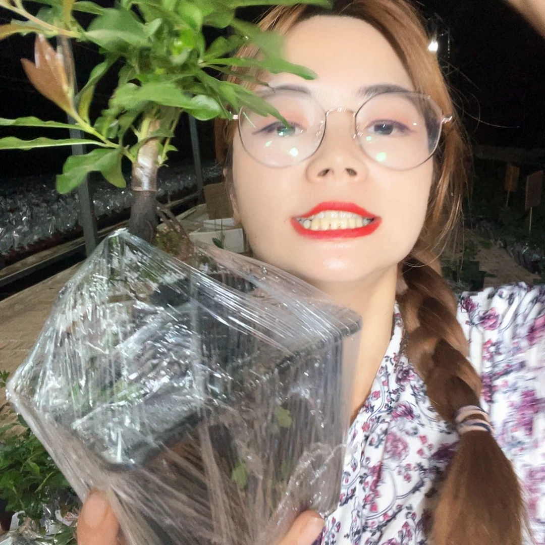 金弹子金弹子血钻05