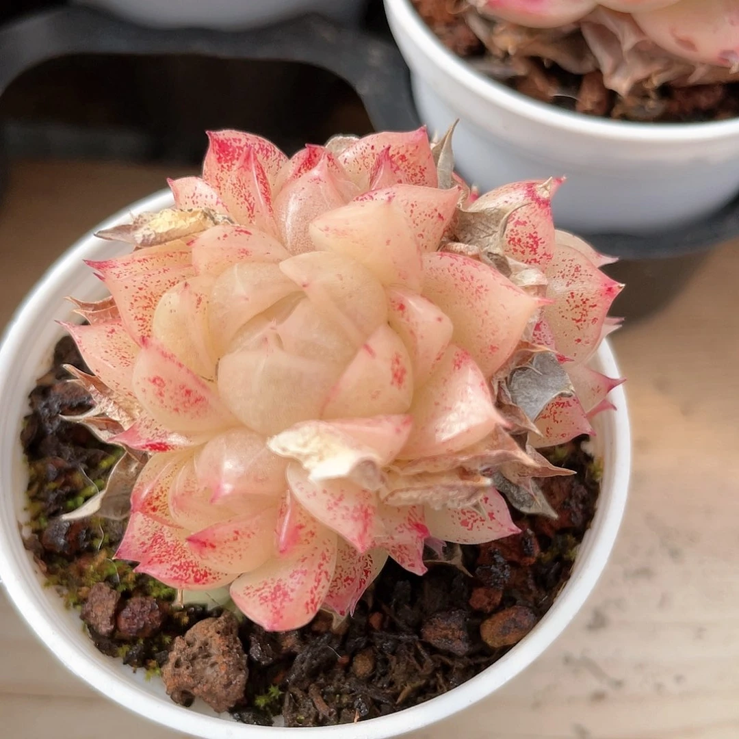 优选麦秆福利8807