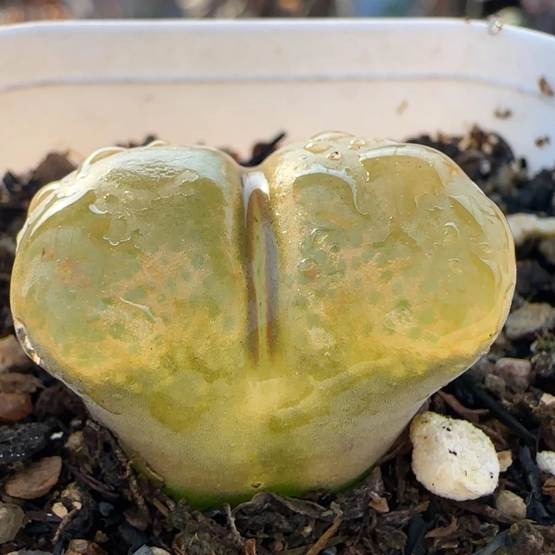 2.5厘米风铃多肉植物百科