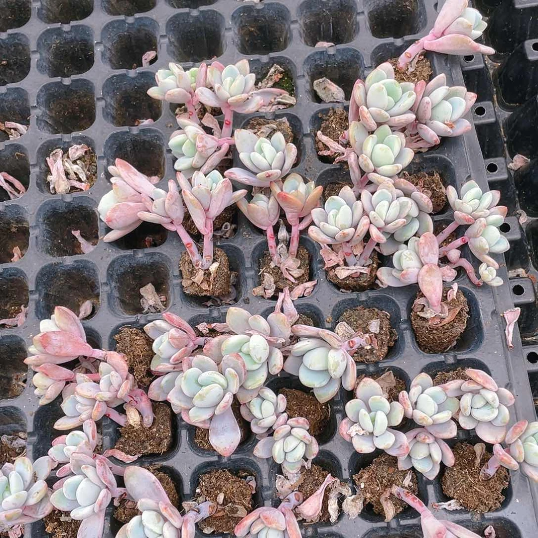 粉兔三个满25包邮